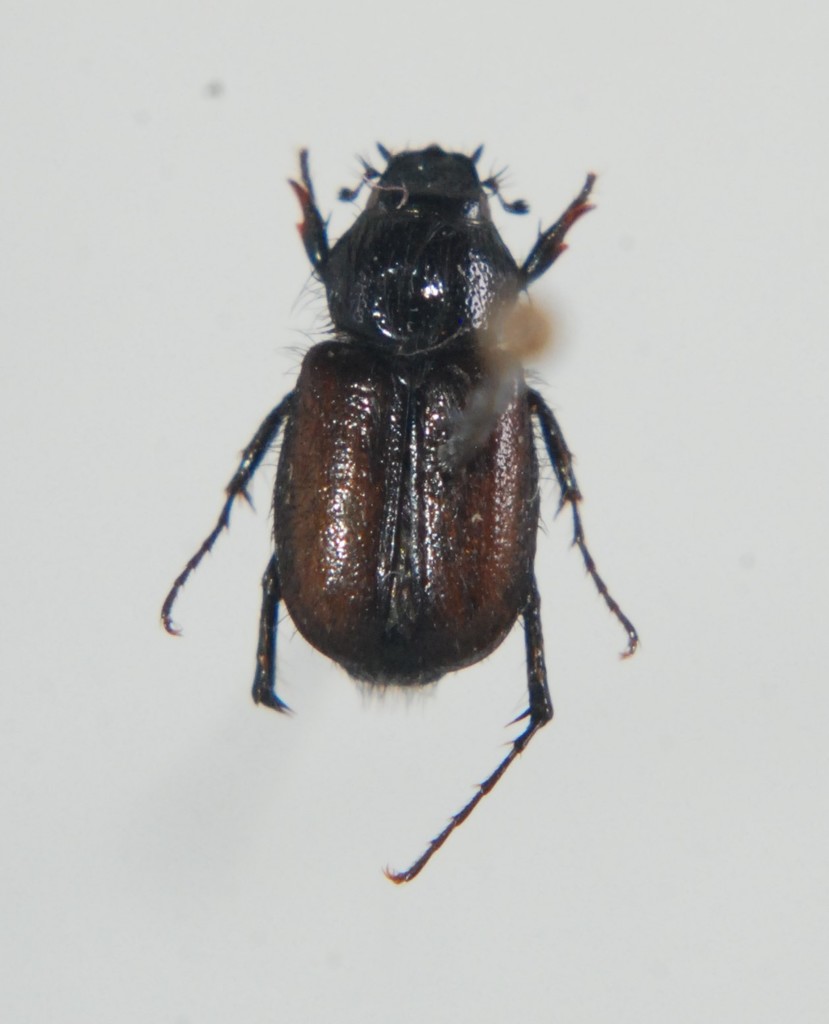 Chasmatopterus pilosulus