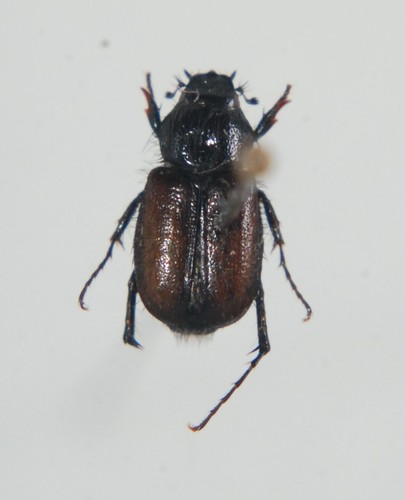 Chasmatopterus pilosulus · iNaturalist