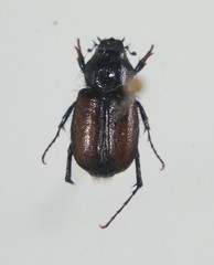 Chasmatopterus pilosulus