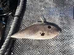 Canthidermis maculata