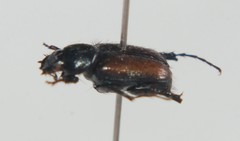 Chasmatopterus pilosulus