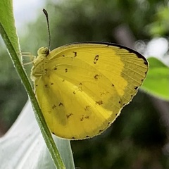 Eurema alitha