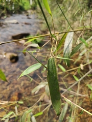 Phyllostachys nidularia