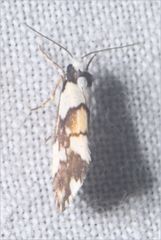 Philenora irregularis
