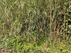 Phyllostachys nidularia