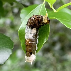 Papilio fuscus capaneus