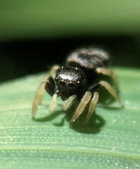 Phidippus whitmani