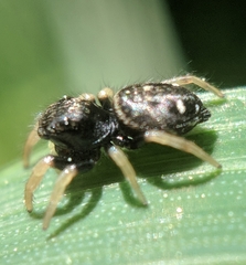 Phidippus whitmani