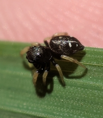 Phidippus whitmani