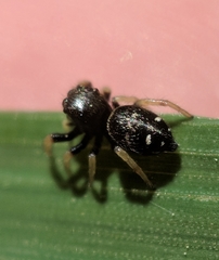 Phidippus whitmani