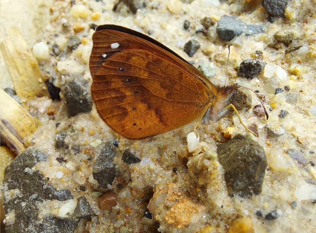 Lymanopoda ionius