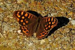 Pararge aegeria