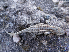 Sceloporus brownorum