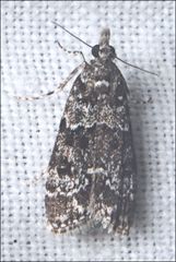 Eudonia protorthra