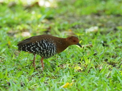 Rallina fasciata