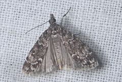 Eudonia protorthra