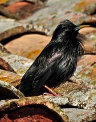 Sturnus unicolor