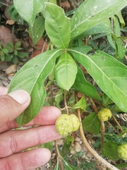 Morinda royoc