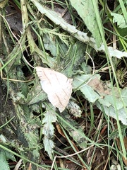 Petrophora subaequaria