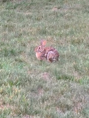 Sylvilagus floridanus