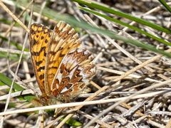 Boloria freija browni