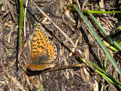 Boloria freija browni