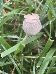 Panaeolopsis