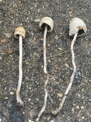 Panaeolopsis