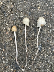 Panaeolopsis