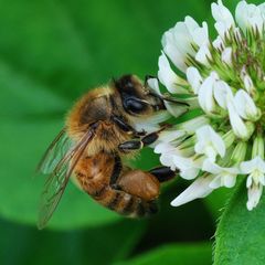 Apis mellifera