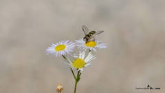 Dasysyrphus