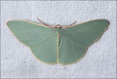 Chlorocoma assimilis