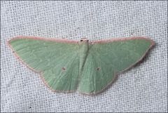 Chlorocoma cadmaria