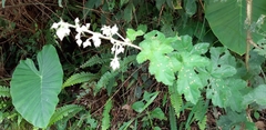 Rubus nagasawanus