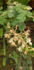 Rubus nagasawanus