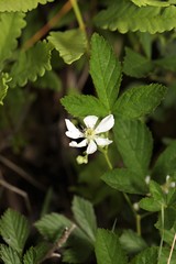 Rubus setosus