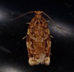 Argyrotaenia amatana