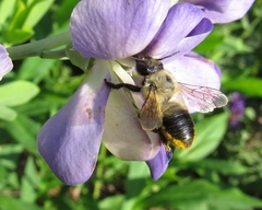 Megachile gemula