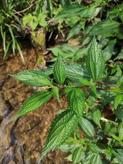 Oreocnide frutescens