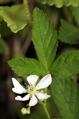 Rubus setosus