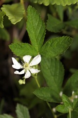 Rubus setosus