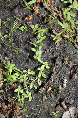 Callitriche terrestris