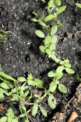 Callitriche terrestris