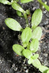 Callitriche terrestris