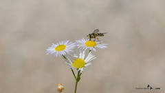 Dasysyrphus
