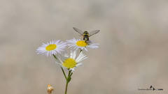 Dasysyrphus