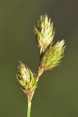 Carex suberecta