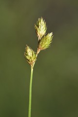 Carex suberecta