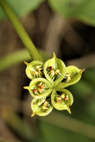 Caltha palustris iNat (1)
