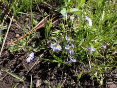 Porterella carnosula